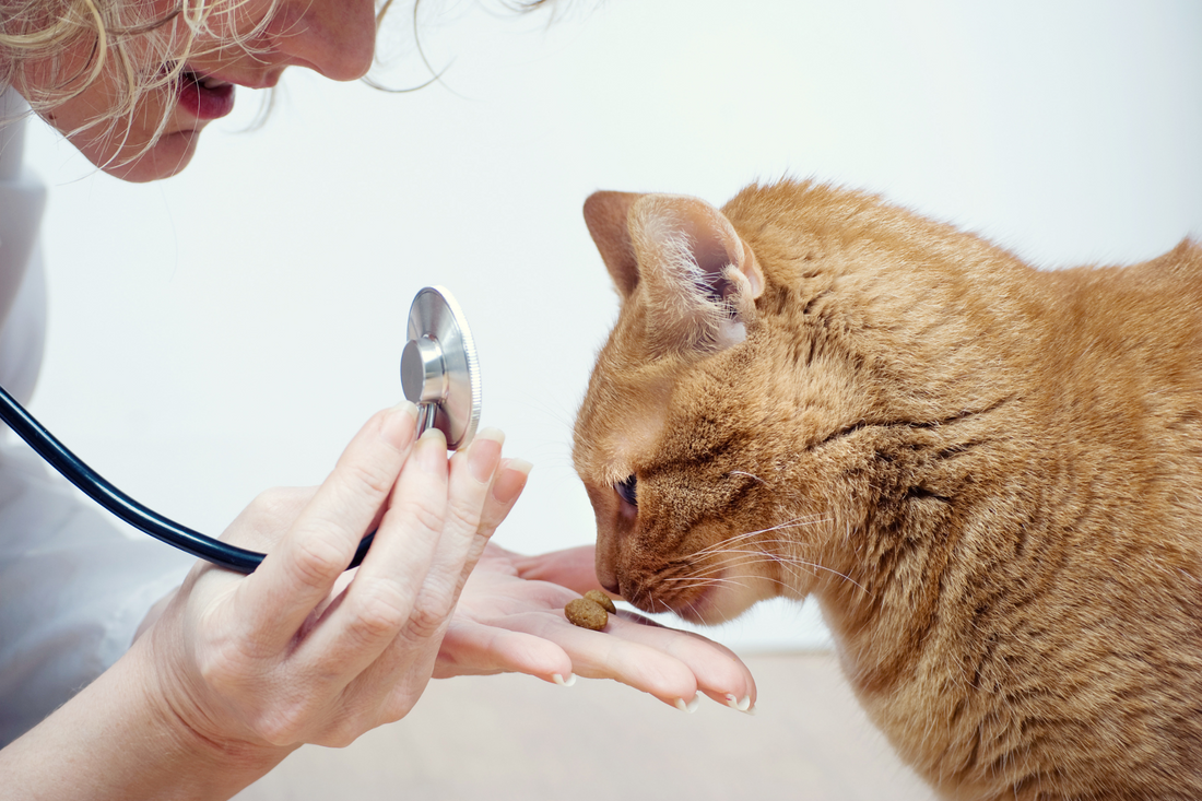 Why Your Pet’s Behavior Might Be Telling You Something Serious (And What to Do About It)
