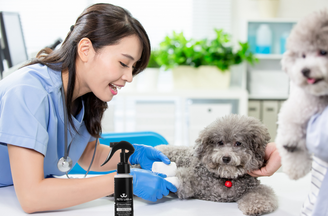 Pet veterinarian applying N'2 Wound Cleanser to a dog's paw - Treating pet wounds at home with Pets Lab.co