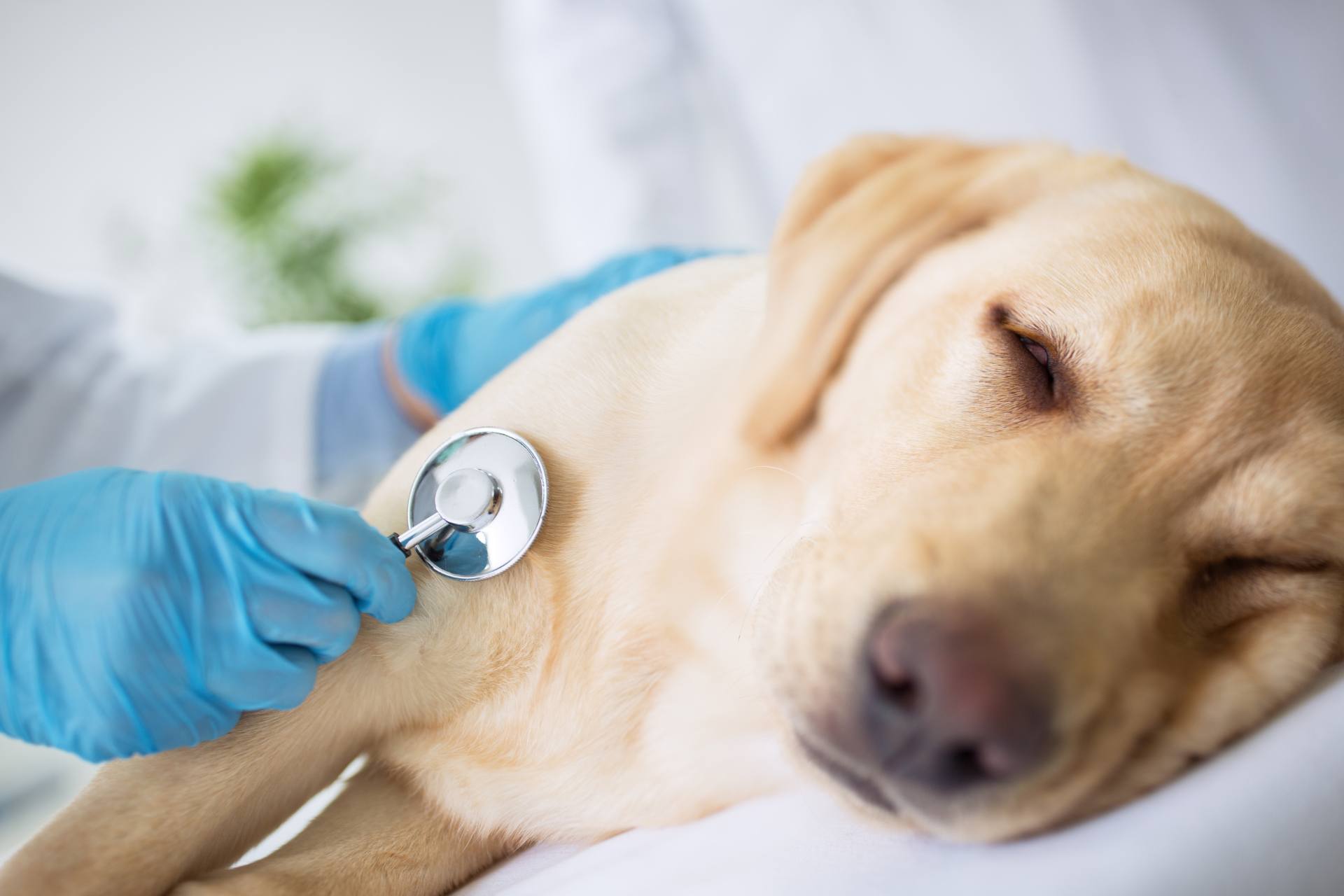 Why Your Pet’s Behavior Could Signal Serious Health Issues | Pet Care ...