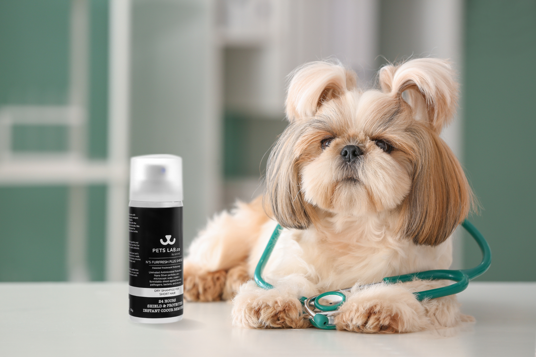 Pet owner applying dry shampoo to a pet's fur - Keep your pet fresh and clean with Pets Lab.co’s innovative dry shampoo.